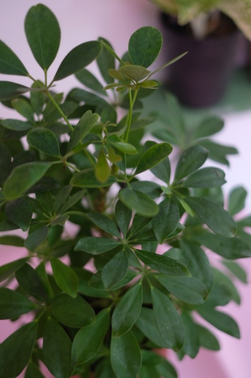 Schefflera Arboricola - Img 2
