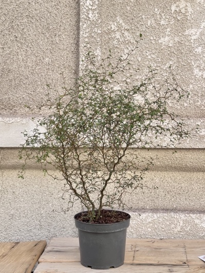 Sophora Prostrata - Img 2