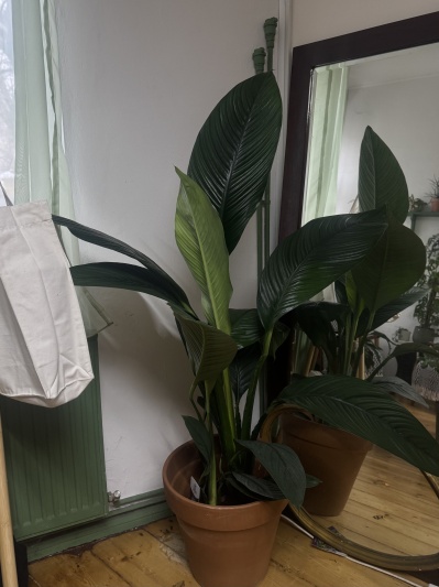 Spathiphyllum Sensation - Img 5