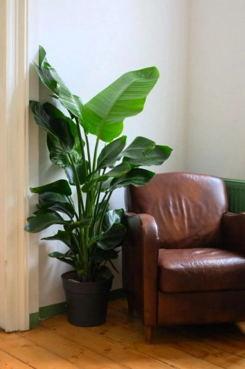Strelitzia Nicolai