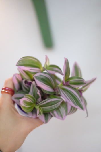 Tradescantia Nanouk - Img 3