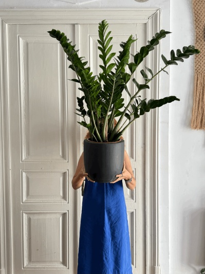 Zamioculcas Zamiifolia - Img 3
