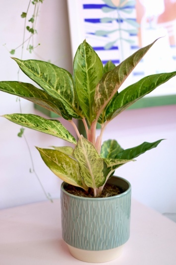 Aglaonema Chartreuse Beauty