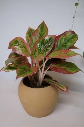 Aglaonema Crete V1 - Img 3