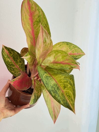 Aglaonema Guava Pink - Img 2