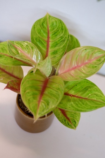Aglaonema 'Iguana Red' - Img 3