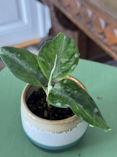 Aglaonema Pictum Tricolor (babyplant)