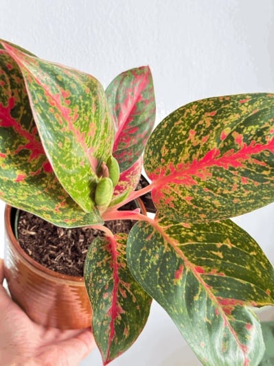 Aglaonema Spotted Star - Img 1