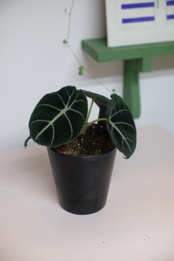 Alocasia Black Velvet - Img 6