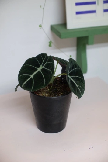 Alocasia Black Velvet - Img 6