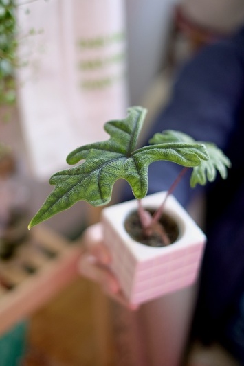 Alocasia Jacklyn (babyplant) - Img 2