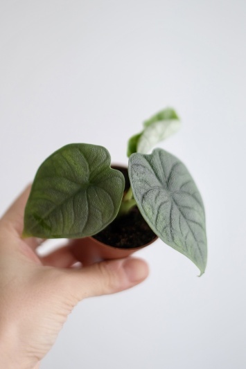 Alocasia Melo (baby)