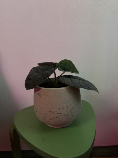 Alocasia Melo - Img 7