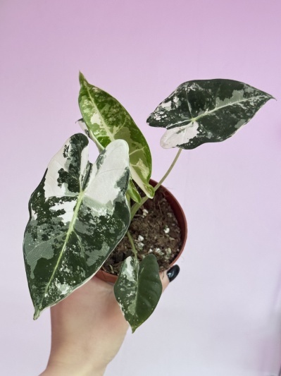 Alocasia micholitziana Frydek Variegata