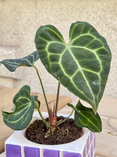 Anthurium Clarinervium - Img 3