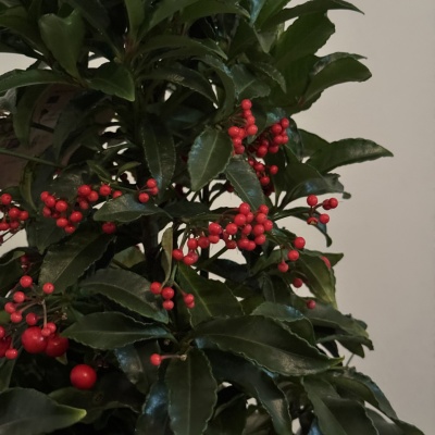 Ardisia Crenata - Img 4