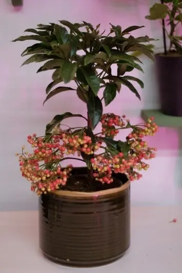 Ardisia Crenata