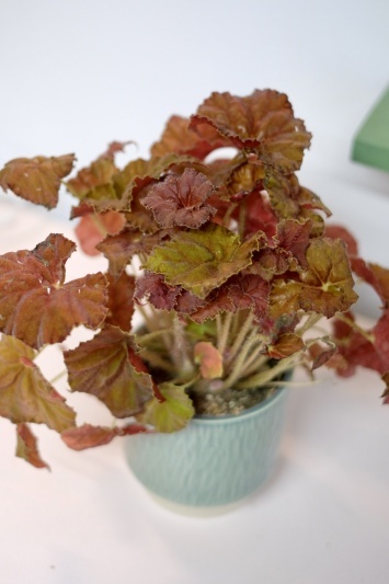 Begonia Rex Amber Love - Img 3