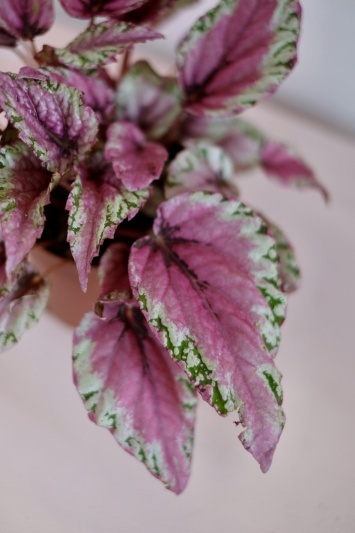 Begonia Rex Pink Summer - Img 4