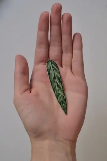 Broșă Aglaonema