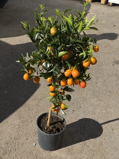 Citric