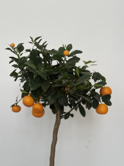 Citrus calamondin - Img 6