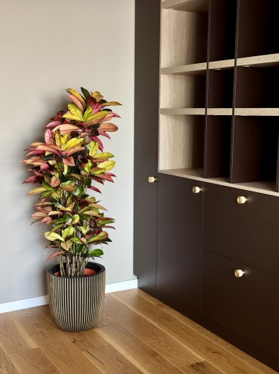 Codiaeum Mrs. Iceton - Img 4