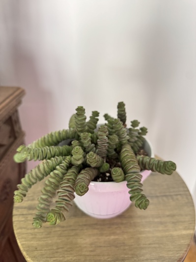 Crassula marnieriana - Img 6