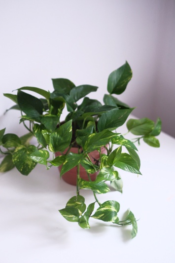 Devil's Ivy / Epipremnum Aureum - Img 3
