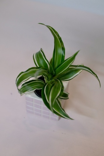 Dracaena Fragrans White Jewel