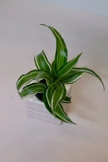 Dracaena Fragrans White Jewel