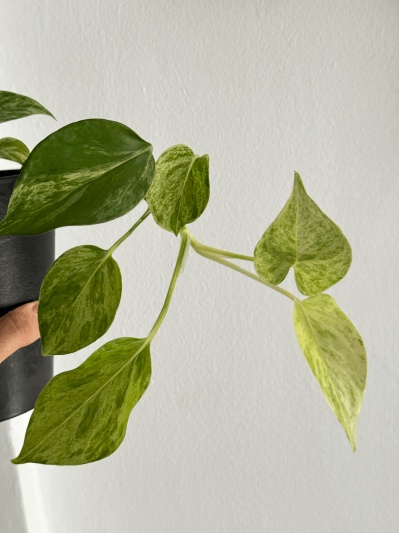 Epipremnum Marble Queen - Img 2