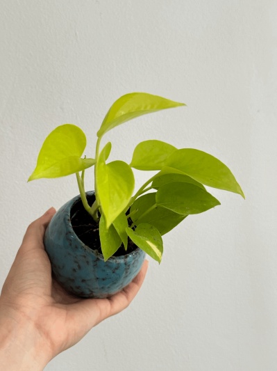 Epipremnum Neon (baby plant) - Img 5