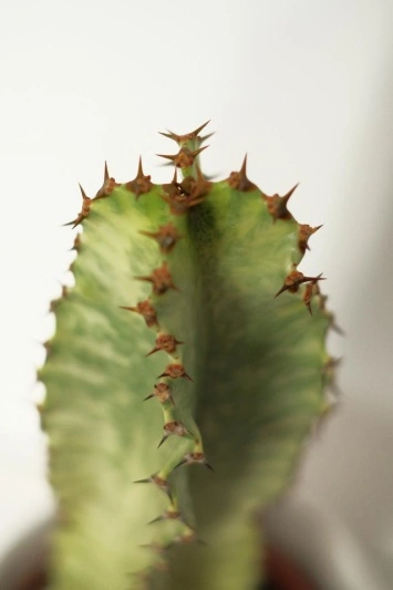 Euphorbia Ingens Marmorata - Img 5