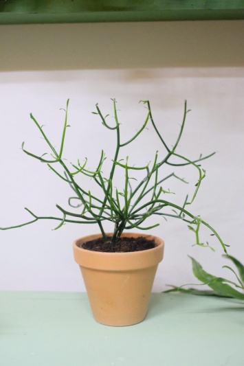 Euphorbia Tirucalli - Img 1