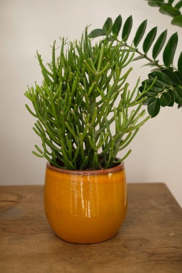 Euphorbia Tirucalli - Img 3