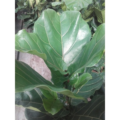Ficus lyrata