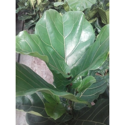 Ficus lyrata