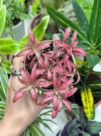 Fittonia Pink Forest Flame - Img 6