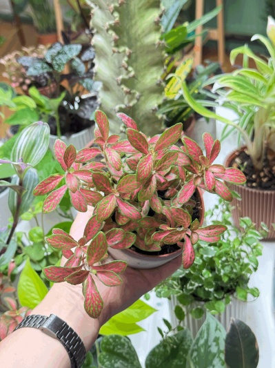 Fittonia Pink Ruby - Img 4