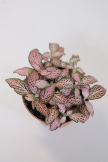 Fittonia Pink Tiger - Img 6