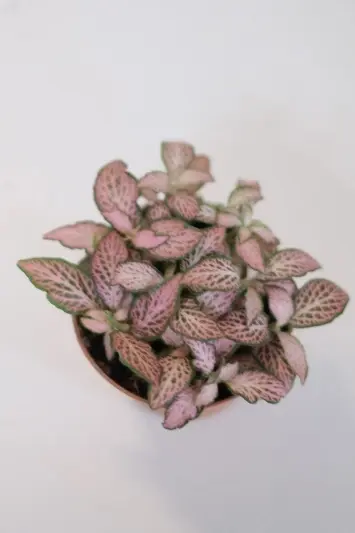 Fittonia Pink Tiger - Img 6