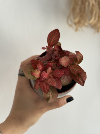Fittonia Red X - Img 5