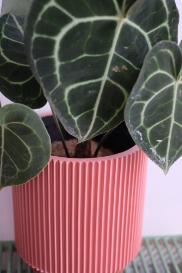 Ghiveci Capi Cylinder Pink - Img 2