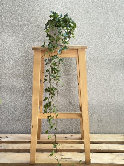 Hedera Hellix - Img 3