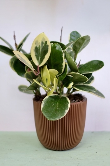 Hoya Australis Blondie - Img 2