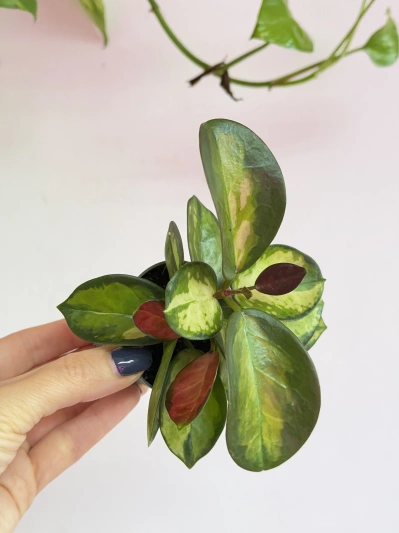 Hoya Australis Lisa (baby) - Img 4