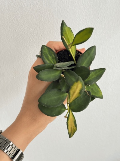 Hoya burtoniae variegata - Img 5