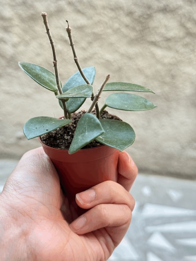 Hoya Chouke - Img 3