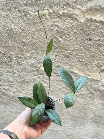 Hoya crassipetiolata - Img 3